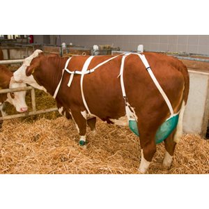 Udder support with neck strap medium