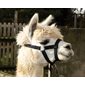 Adjustable nylon halter for alpaga