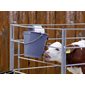 KERBL Plastic calf bucket 8 L